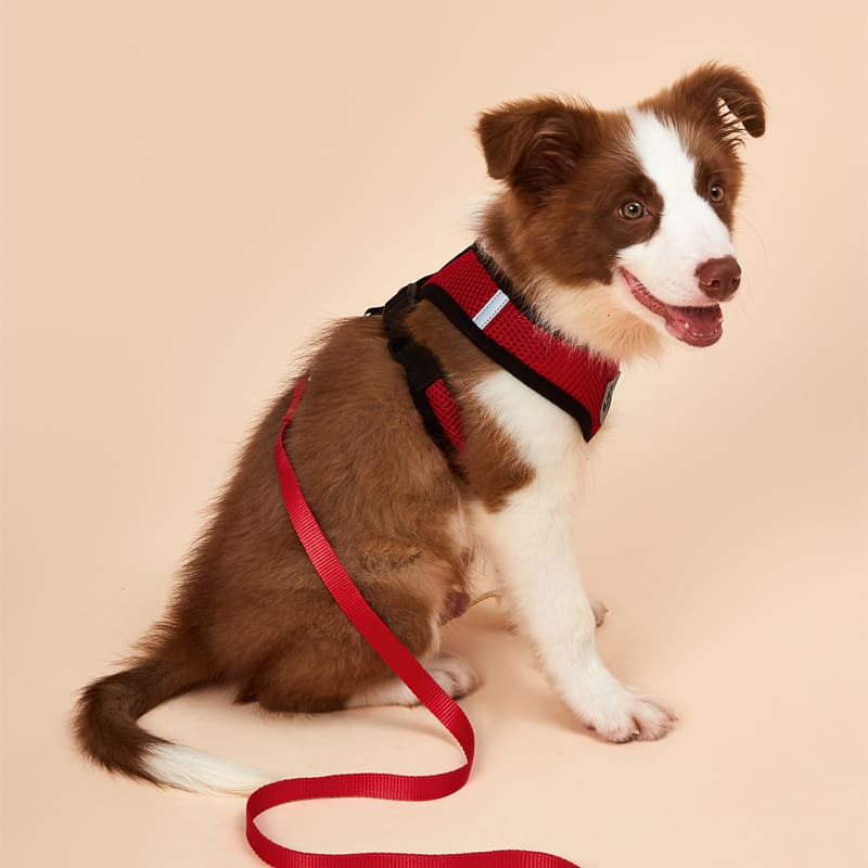 Coleira Peitoral + Guia para Pets — Conforto Respirável e Segurança Máxima! 🐾✨